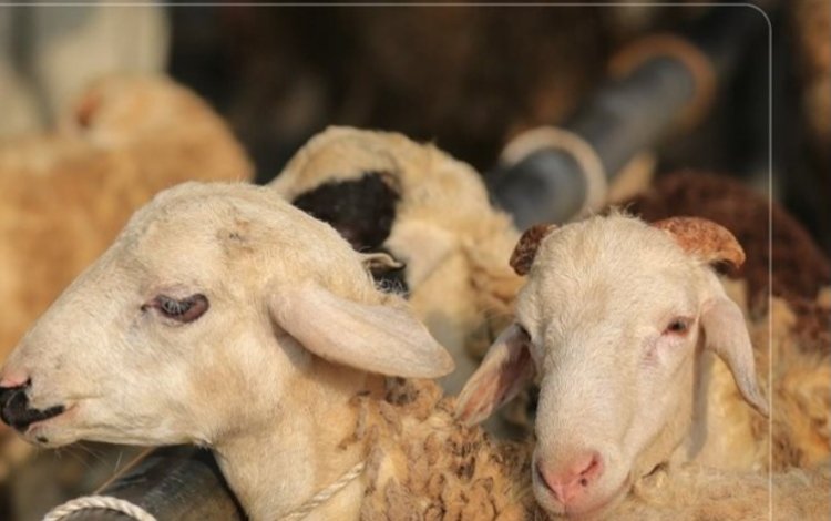 «الأوقاف» تحذر: بث فيديوهات ذبح الأضاحي على منصات التواصل «إثم شرعي»
