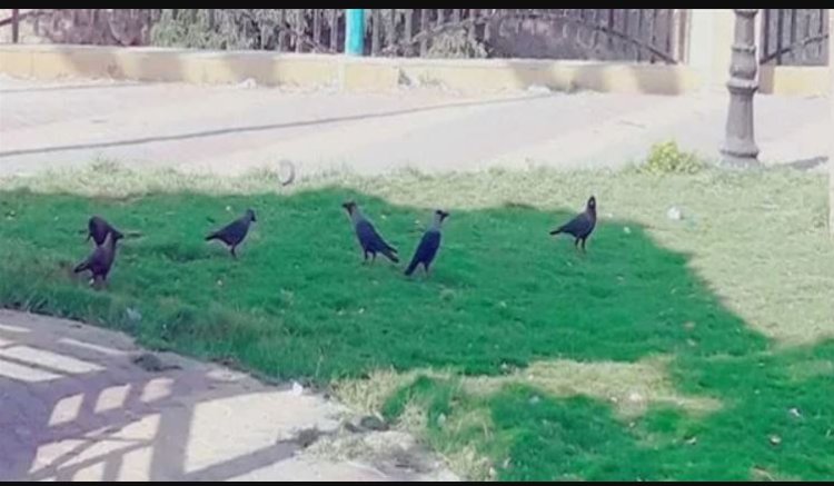 نقيب الزراعيين بالإسماعيلية يكشف سبب هجوم الغربان على المدينة.. فيديو