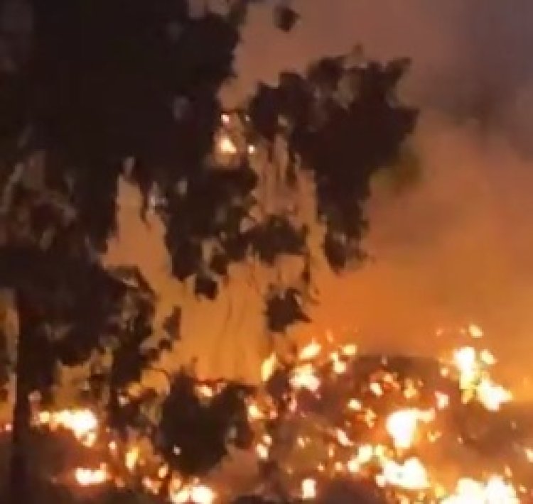 نشوب حريق فى أشجار بمحيط المتحف الزراعي بمنطقة الدقي