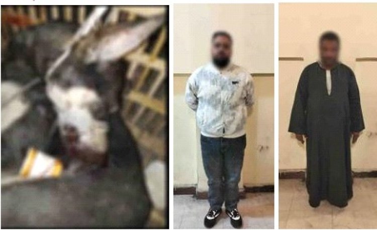 بسبب "فيديو التعذيب".. الأمن يضبط مرتكبي واقعة قتل كلب داخل قفص بالقاهرة