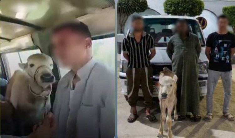 ضبط سائق ومزارعين بالبحيرة لتحميلهم  "جاموسة" داخل ميكروباص بالبحيرة 
