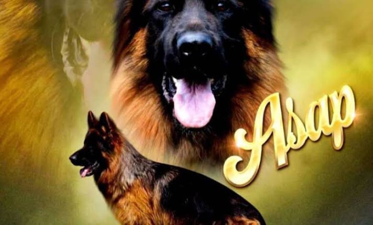 كلب مصري يفوز بلقب الأجمل على مستوى العالم!
