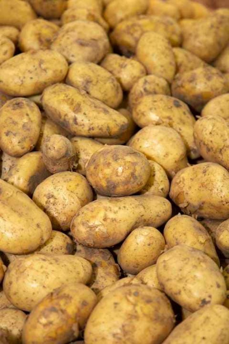 إيقاف 6 شركات عن تصدير البطاطس إلى الأسواق الخارجية