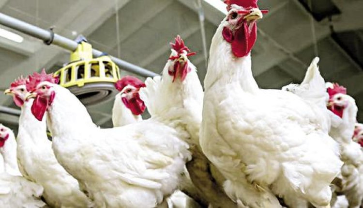  اتحاد منتجي الدواجن: أسعار الفراخ والبيض في رمضان ستكون الأرخص بنسبة 35% 